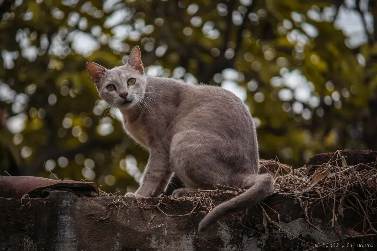 猫身上摸到肿块就是癌症吗？从常见肿瘤类型到安宁照护，完整解读猫癌症的应对路径