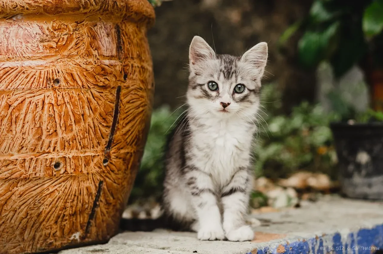 猫咪变秃头铲屎官也遭殃：猫癣成因、传染途径与治疗周期全解析
