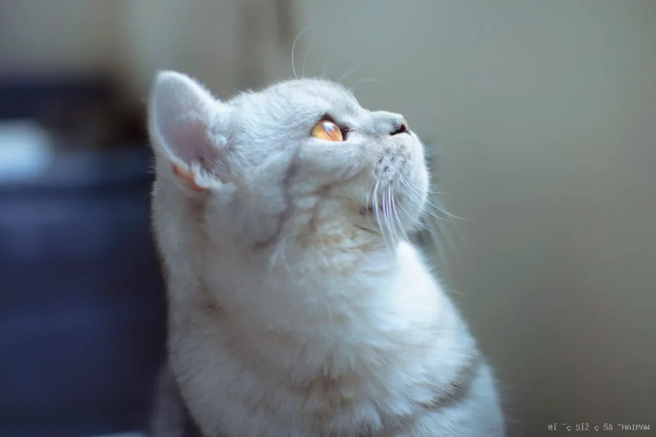 猫心脏病不是绝症:从无症状HCM到心衰竭,各阶段的治疗目标与生活管理 猫心脏病不是绝症:从无症状HCM到心衰竭,各阶段的治疗目标与生活管理