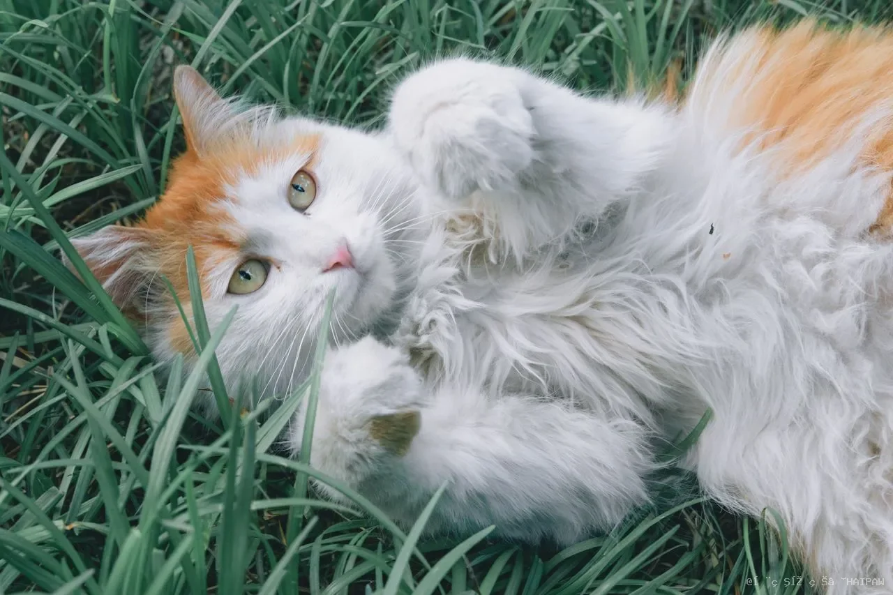 猫心脏病早期信号常被忽略：从懒洋洋到后肢瘫痪，识别HCM的渐进式危险信号