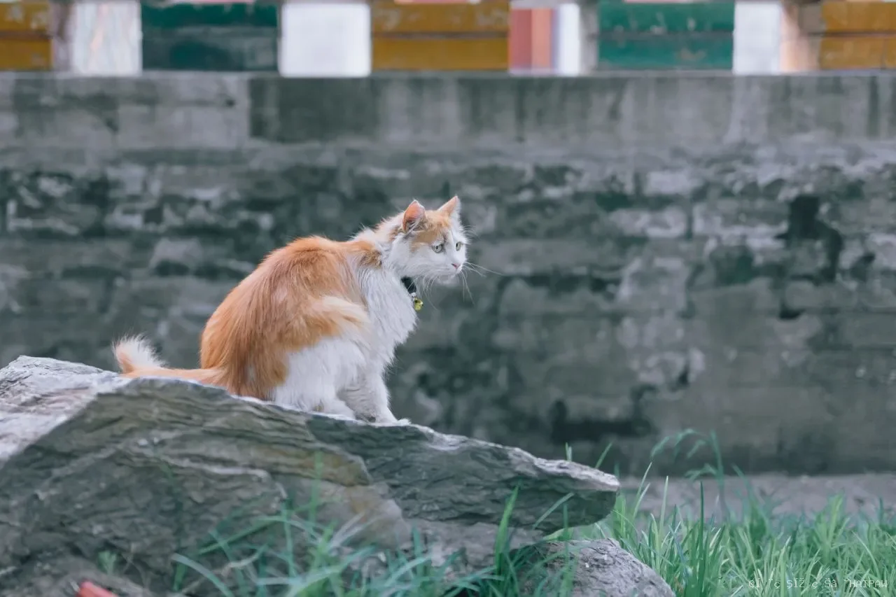 猫中风不常见但很凶险:从突然歪头到眼球震颤,5个关键信号帮你区分真假中风 猫中风不常见但很凶险:从突然歪头到眼球震颤,5个关键信号帮你区分真假中风