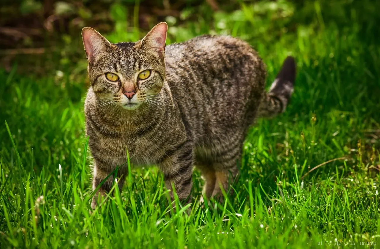 猫肾病不是“判决书”：从IRIS二期3.15年到四期35天，各阶段存活数据与末期照护决策全解析