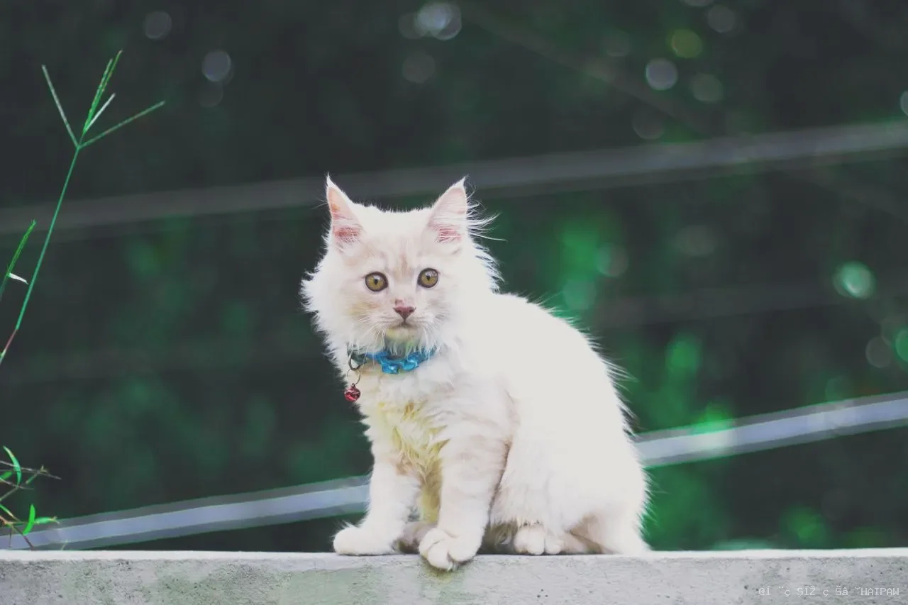 猫急性肾衰竭不是老年病:年轻猫也会中招,五大诱因与黄金救治窗口 猫急性肾衰竭不是老年病:年轻猫也会中招,五大诱因与黄金救治窗口