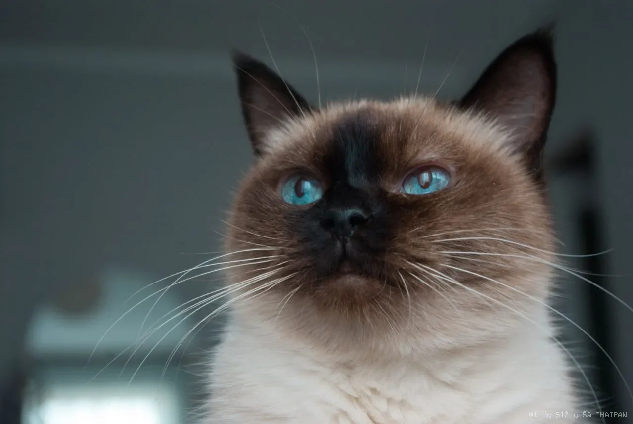猫肾病不是老猫专利：37%致死占比、一只3岁10个月的案例与每年24万医疗开支的警示