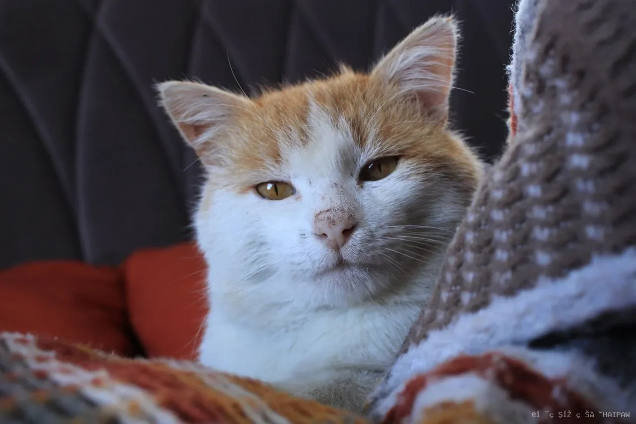 猫盯着水碗发呆却不喝水？“观水症”是肾衰竭晚期的危险信号，年轻猫同样需要警惕