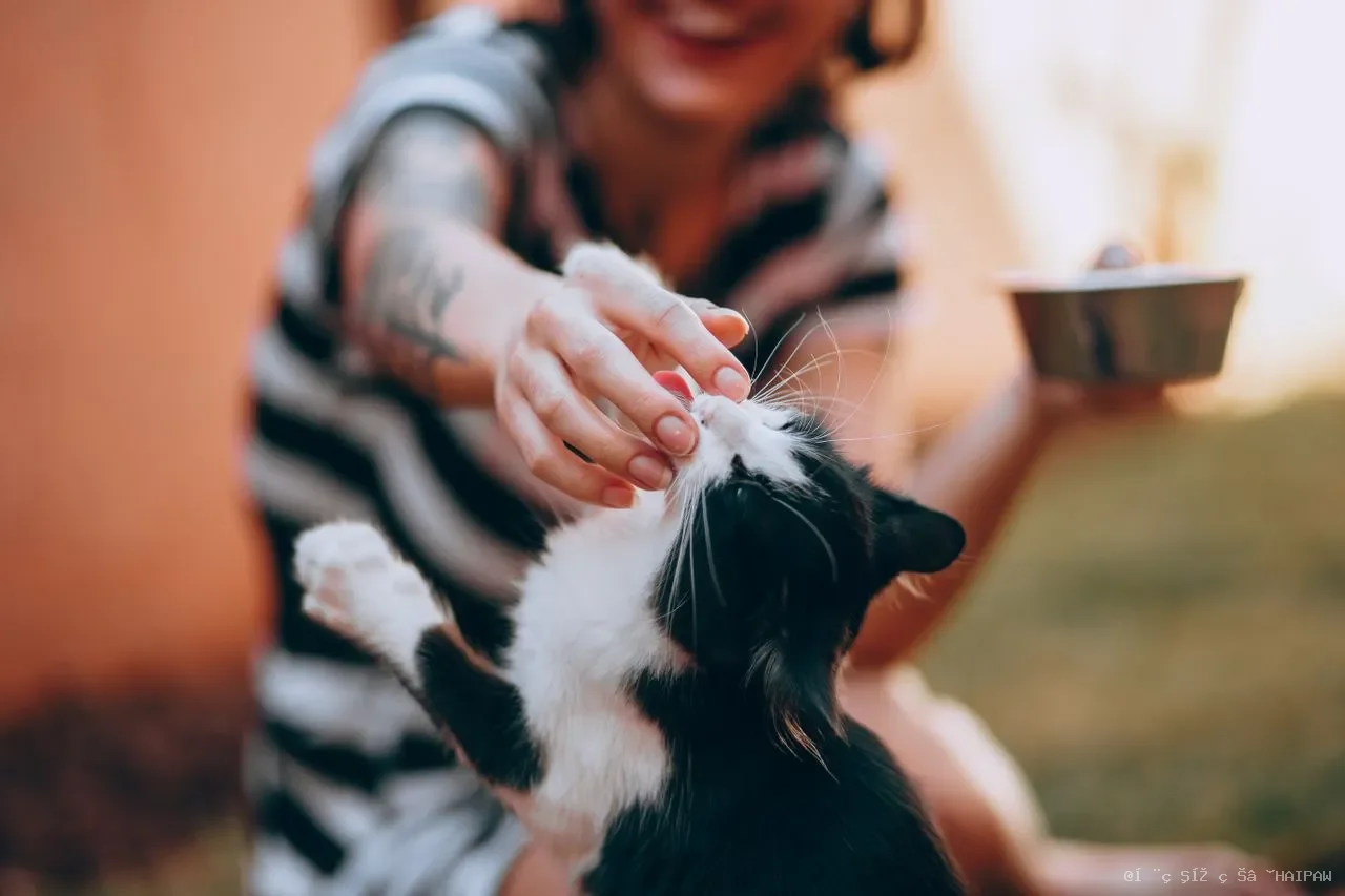 多囊肾病不是老猫专利：幼猫6周即可检出，家猫与异国短毛猫的遗传风险与早期筛查价值
