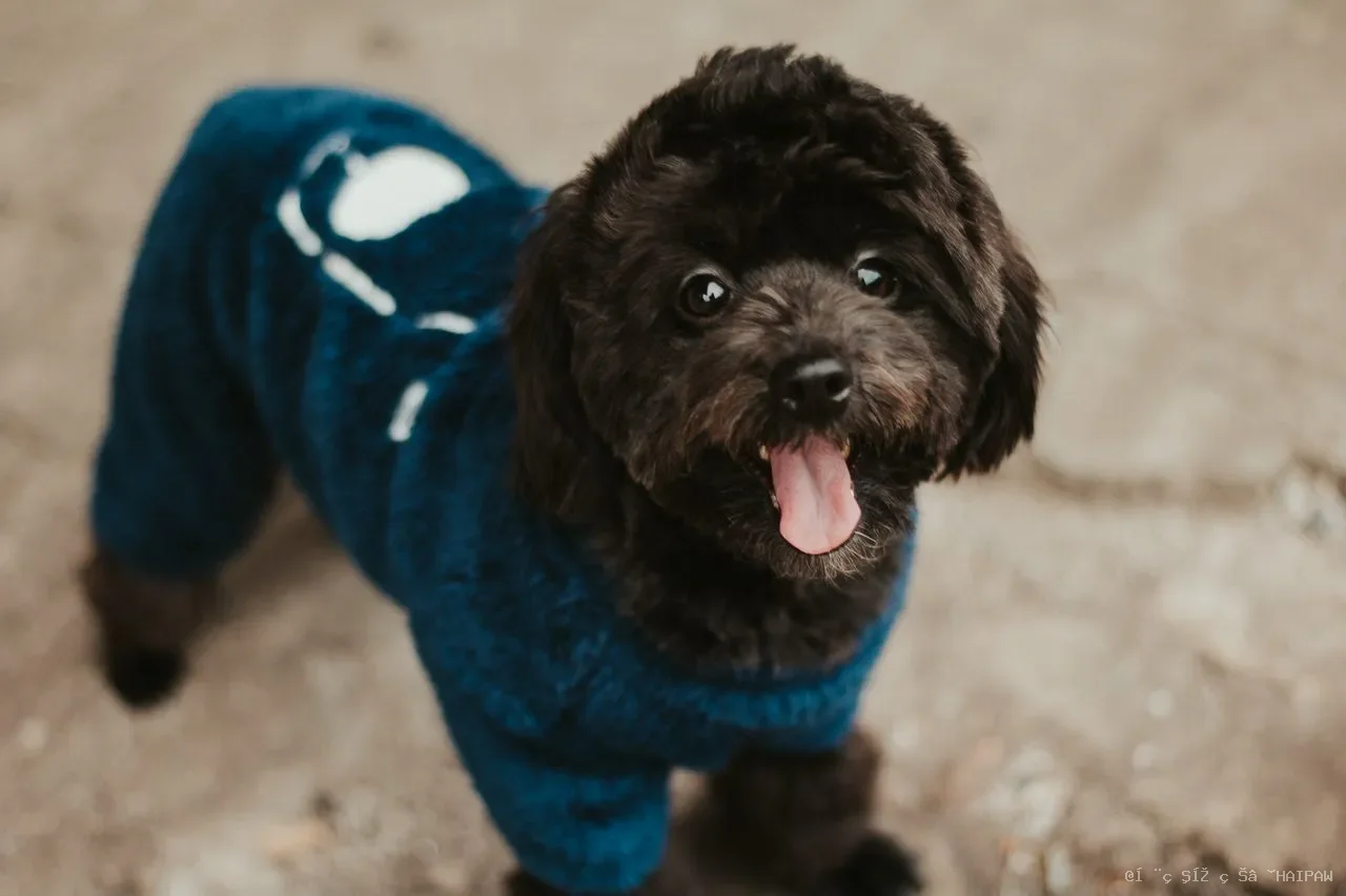 迎接老年犬回家：7件让过渡期更顺利的必备准备