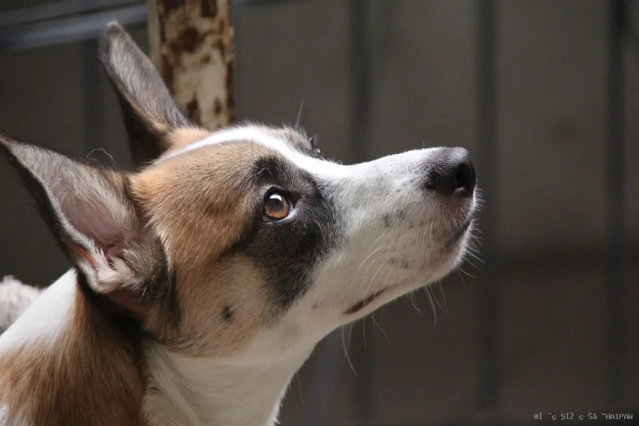 两只狗一起遛总打架缠绕?多犬同遛的配合训练与队形安排全攻略 两只狗一起遛总打架缠绕?多犬同遛的配合训练与队形安排全攻略