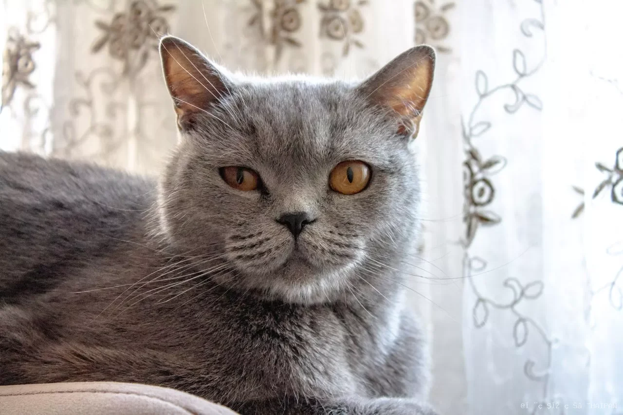 英国短毛猫多囊性肾病:一个被低估的遗传危机,从基因检测到早期干预的完整路线图 英国短毛猫多囊性肾病:一个被低估的遗传危机,从基因检测到早期干预的完整路线图