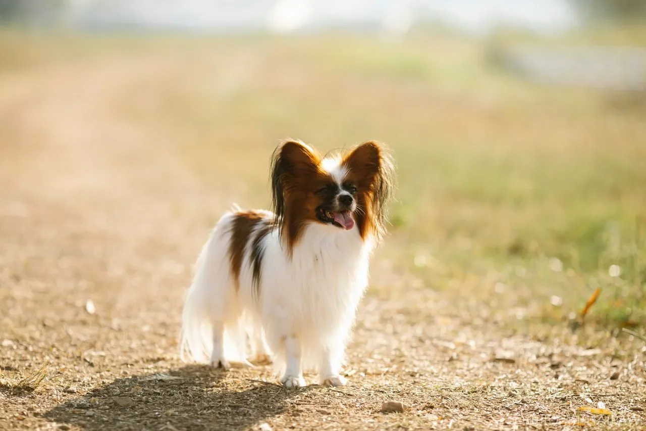 带狗出游前一夜还在乱装？一页式携犬出行清单与临行检查
