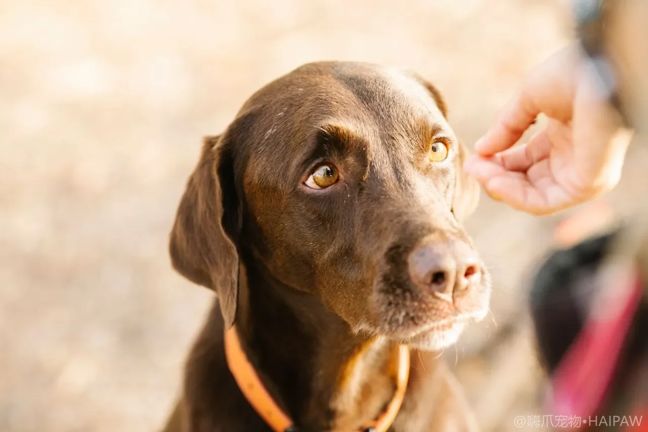 狗见同类就缩墙角？胆小犬的渐进式社交脱敏，从远观到同玩