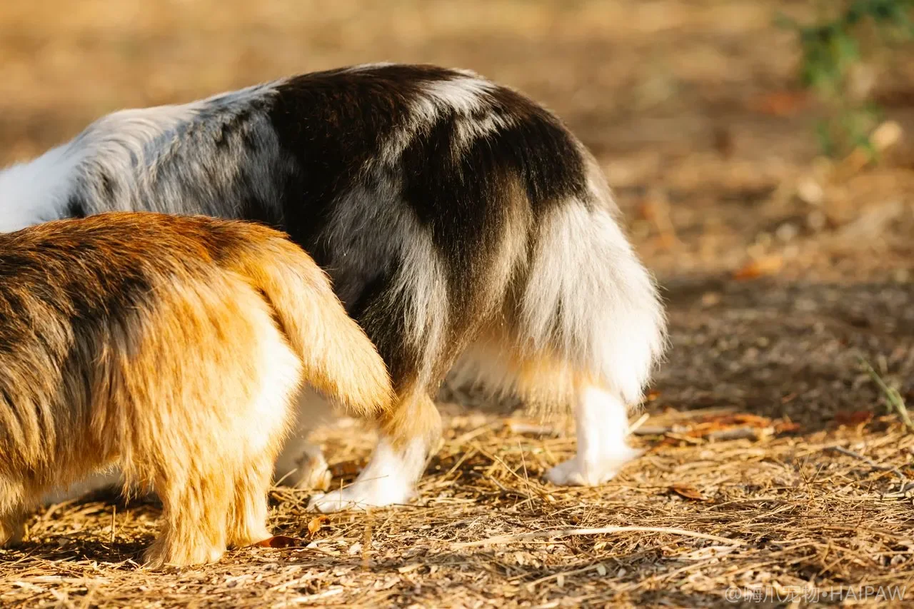 幼犬到家第一晚整夜哭叫？用7天安顿法让新成员真正融入家庭