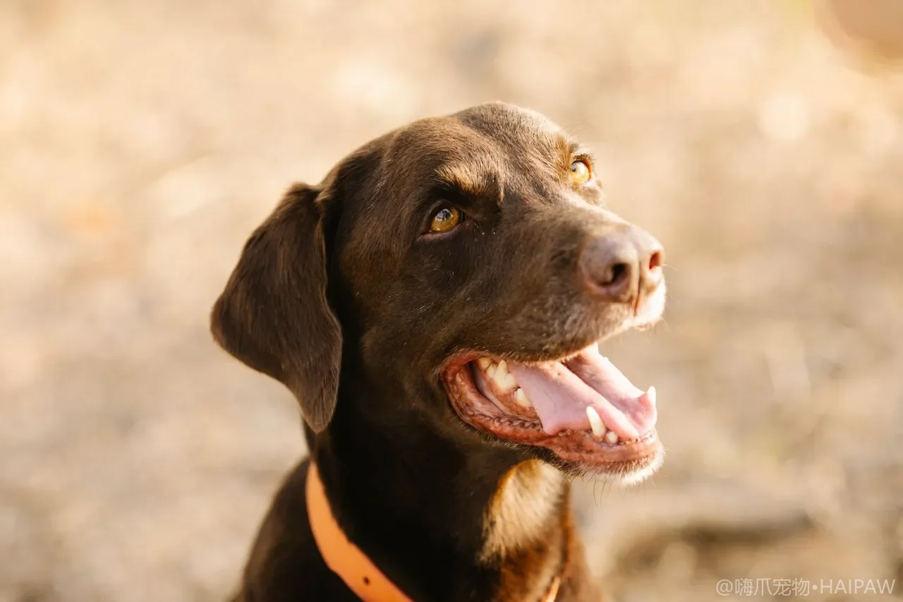 小型犬一天到底喂几顿？按体型体重定制的分餐时间表与喂食量对照