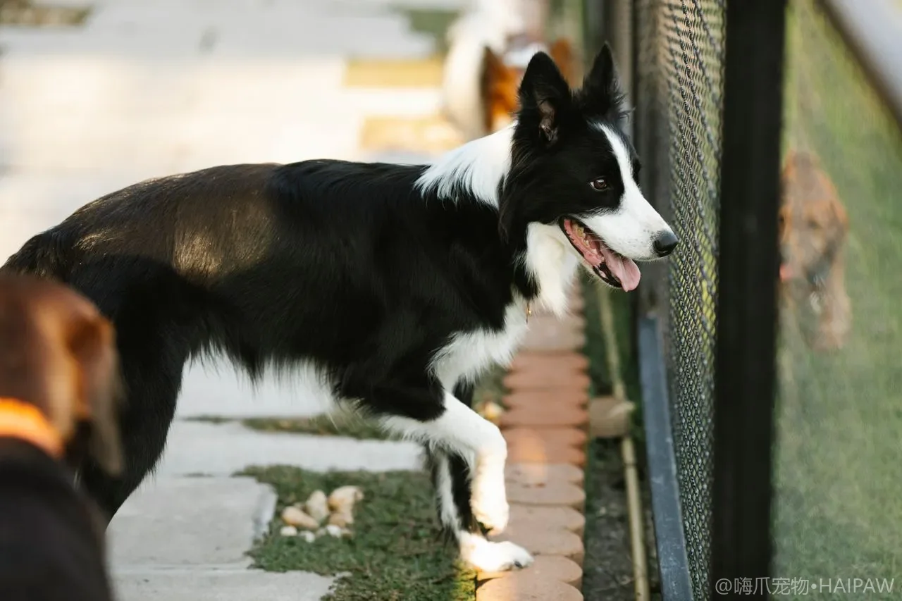 短毛犬真的什么都不用打理？梳毛洗澡与皮肤护理极简清单