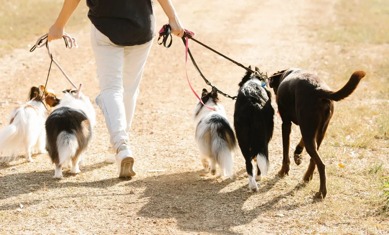 老年犬洗护最大误区：十岁金毛站40分钟吹干，第二天起不来床（附安全流程）