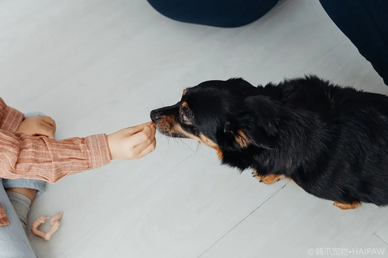 舔一口防冻液就会致命吗？犬乙二醇中毒的黄金8小时