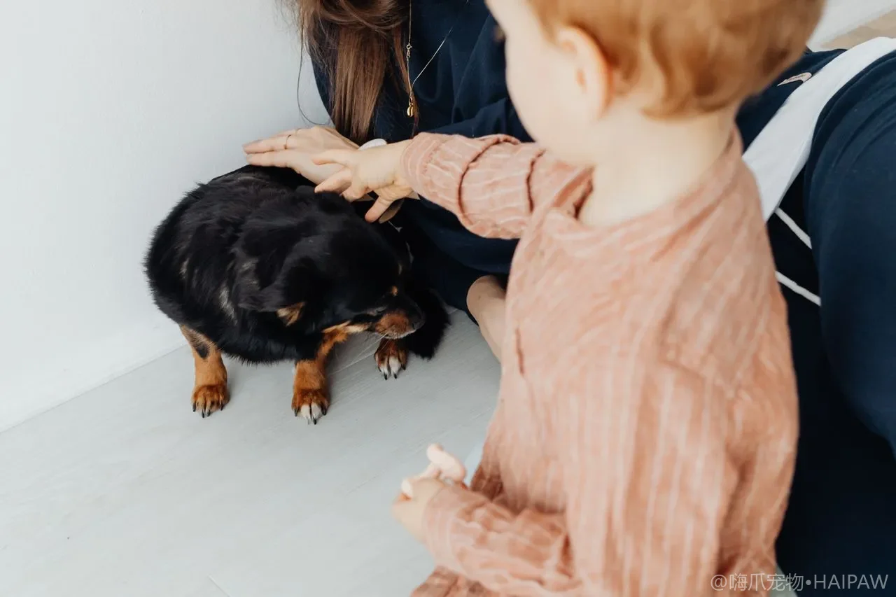 舔一口防冻液就会致命吗？犬乙二醇中毒的黄金8小时
