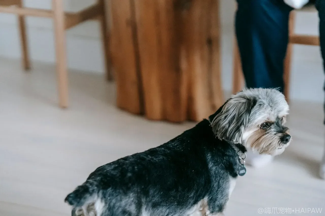 公犬前列腺肥大还是前列腺炎？5种前列腺问题对比