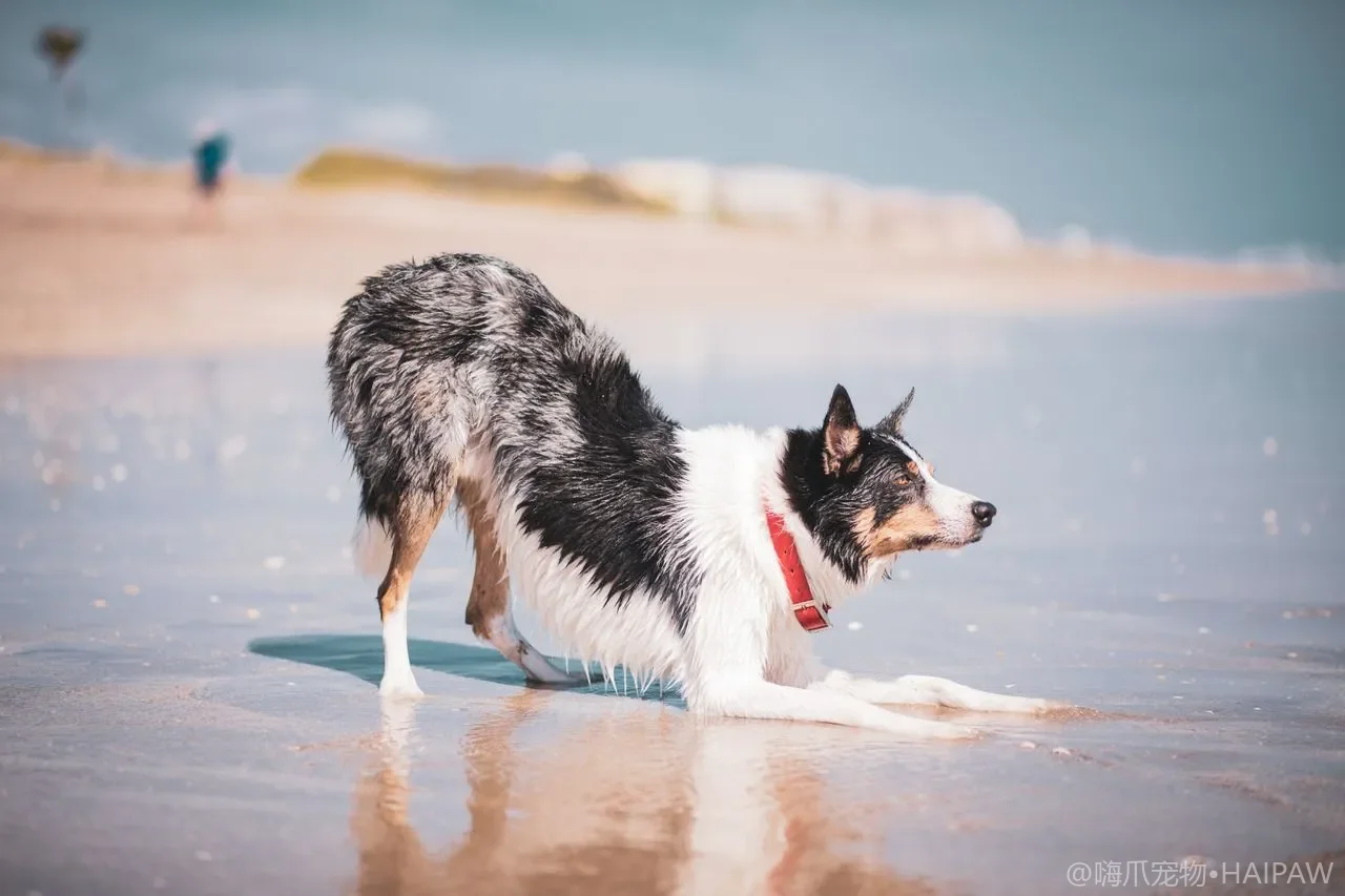 硬毛犬拔毛护理的6个关键点：拔毛与剃毛的区别、最佳周期、正确手法与新手避坑清单
