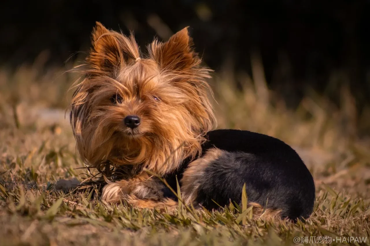 长毛犬耳毛拔除vs修剪vs不处理：3种耳道管理方式的效果与犬只心理压力对比分析