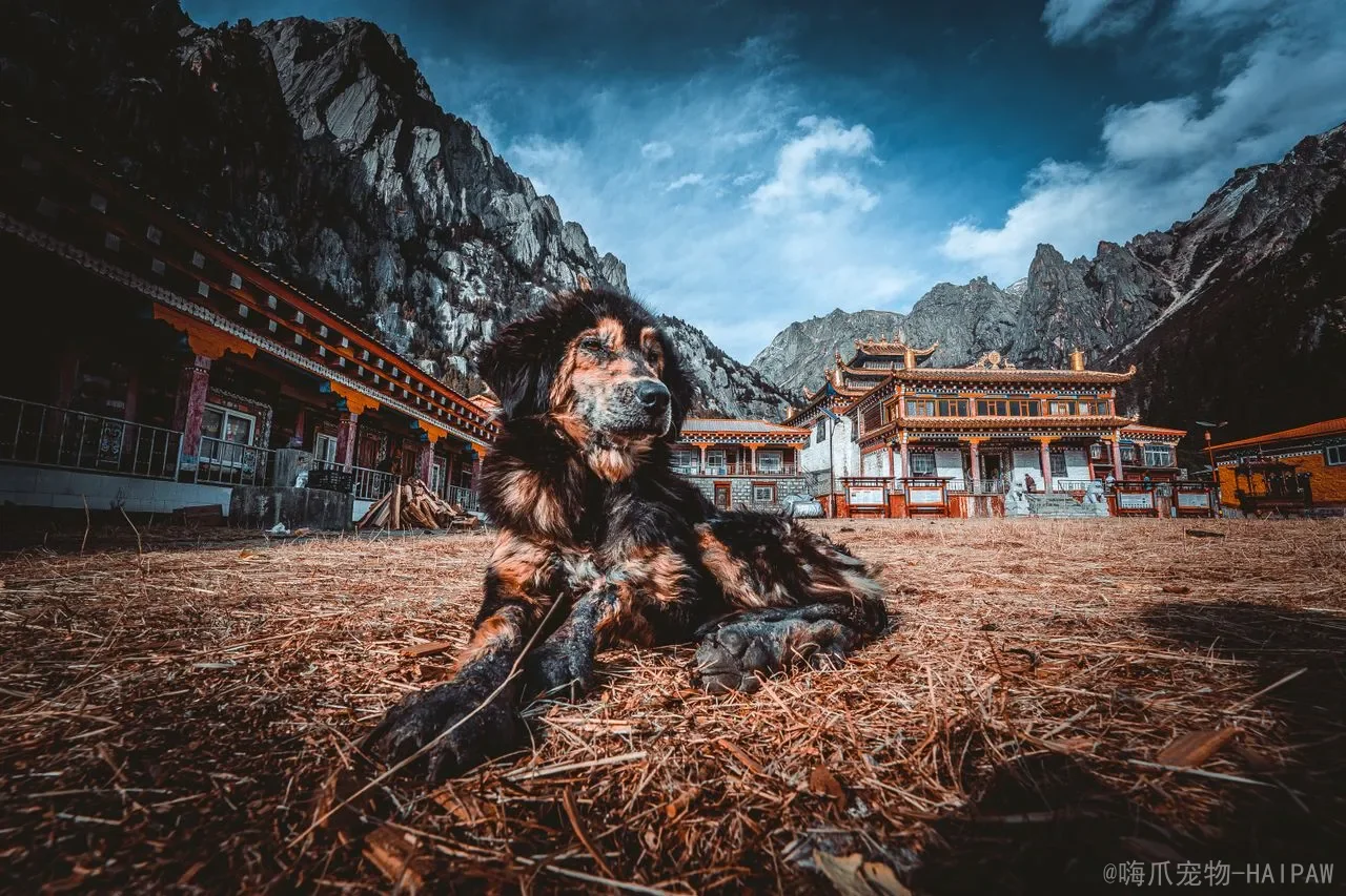 幼犬调教黄金期指南：从环境选择到正向强化，一套完整的幼犬行为塑造方案