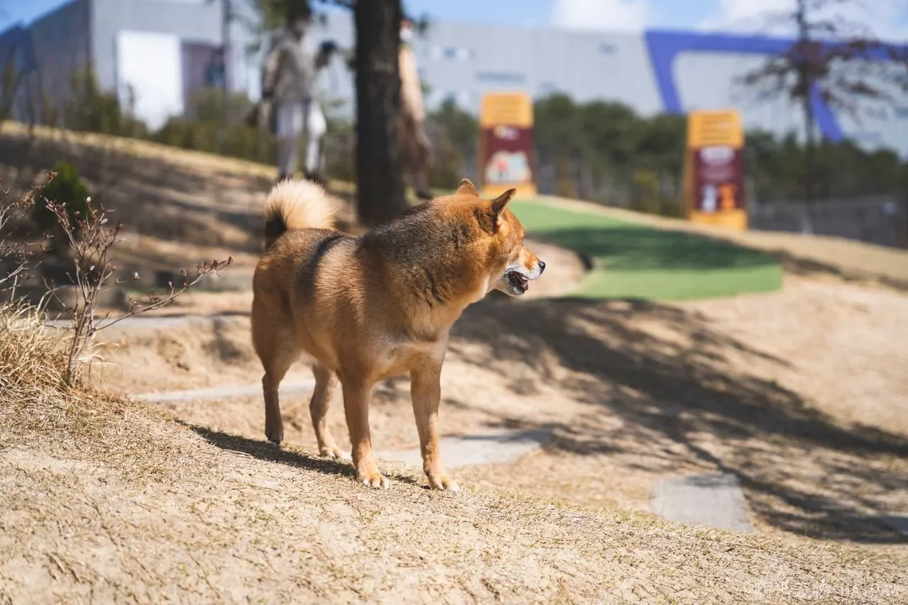 犬的训练科目主要有哪些？从基础到高阶，一套完整的训练体系解析