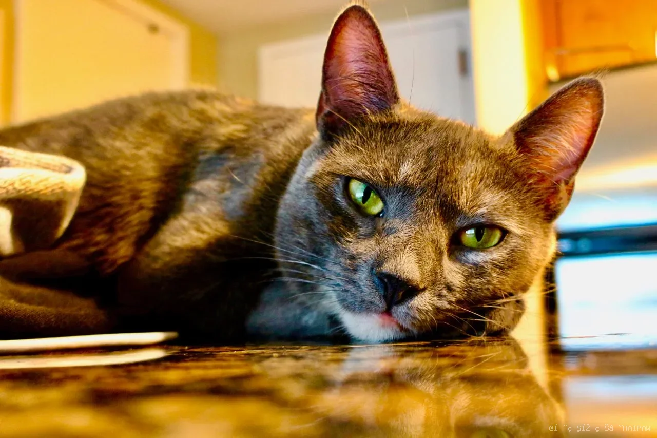 猫改吃生食后喝水变少尿量却变多？这是身体回归正常的表现