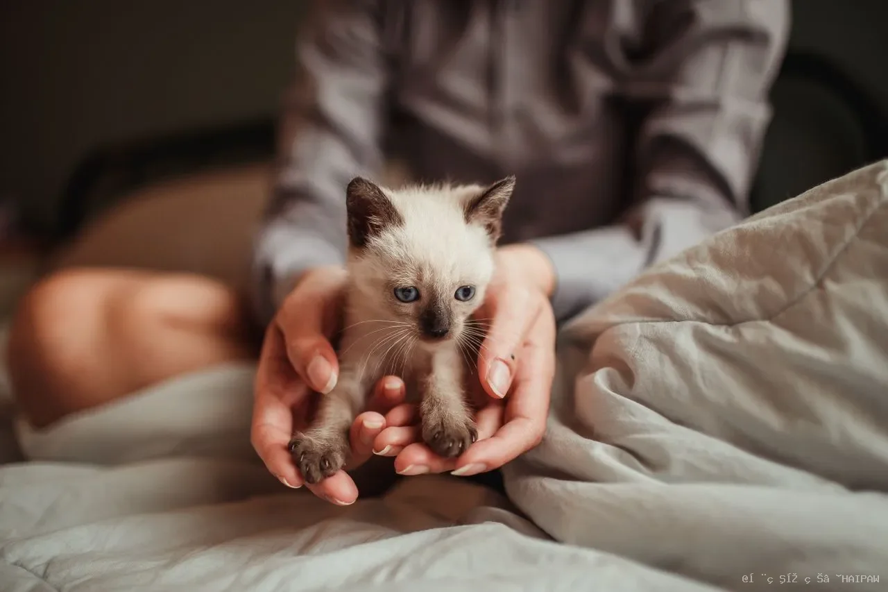 猫咪训练其实没有想象中那么难：从响片到指令，一套完整的行为引导方案