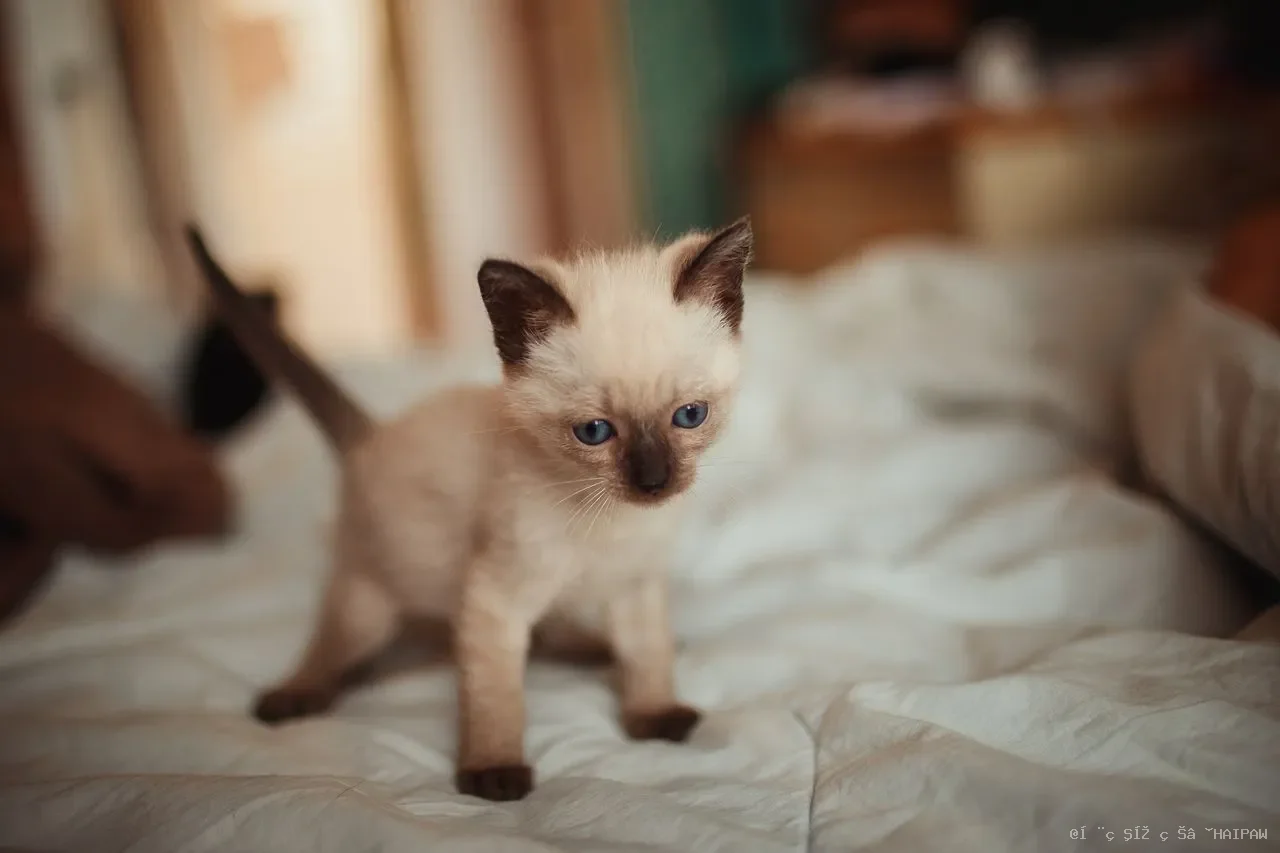 猫咪流鼻涕别轻视：从感冒到猫鼻支，一文读懂常见原因与应对方法