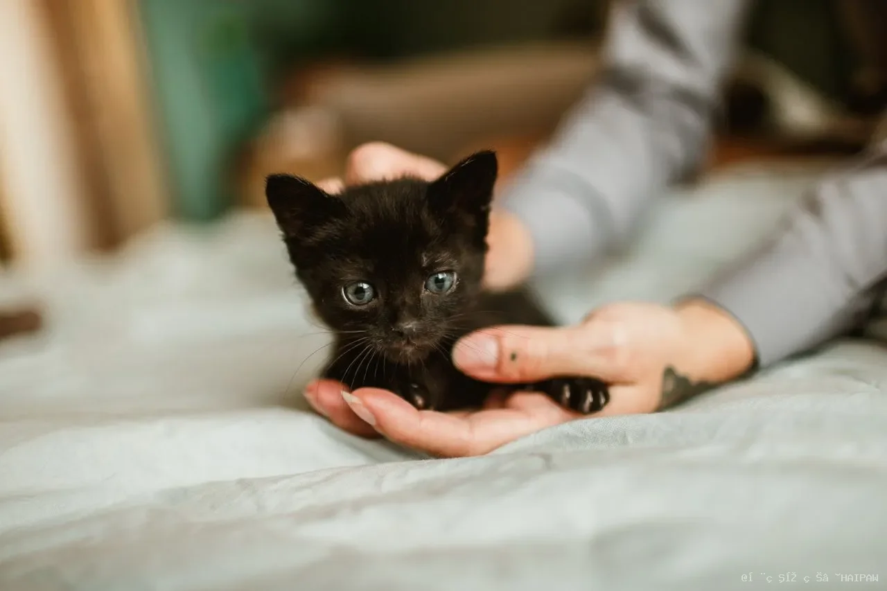 猫咪口腔溃疡怎么办？从饮食调整到日常护理，一份完整的康复指南