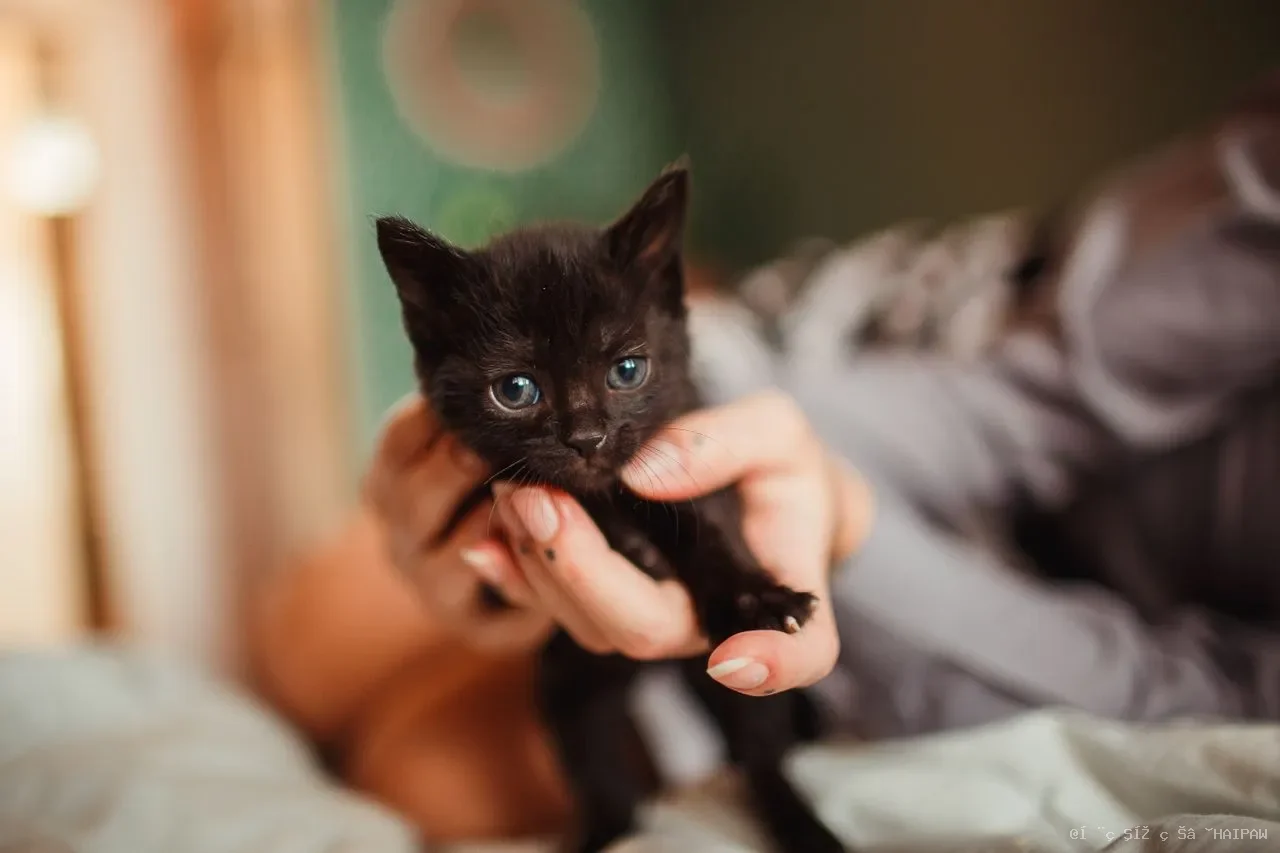 猫咪为什么会得猫癣？如何有效预防与治疗猫癣？