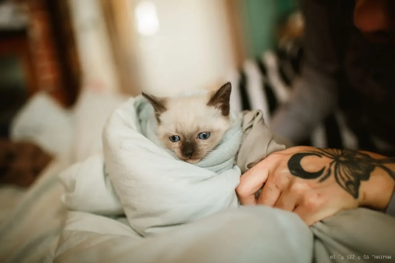 猫咪嘴角溃烂怎么办？从饮食到维生素，一篇读懂口角炎的正确护理方式