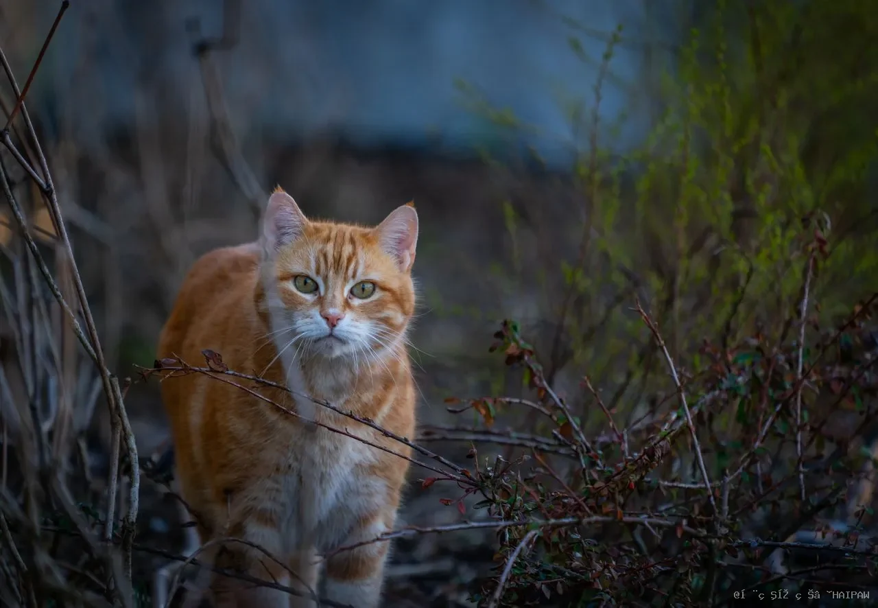 猫咪嘴巴臭怎么办？从饮食到口腔护理，一份全面的口臭改善指南