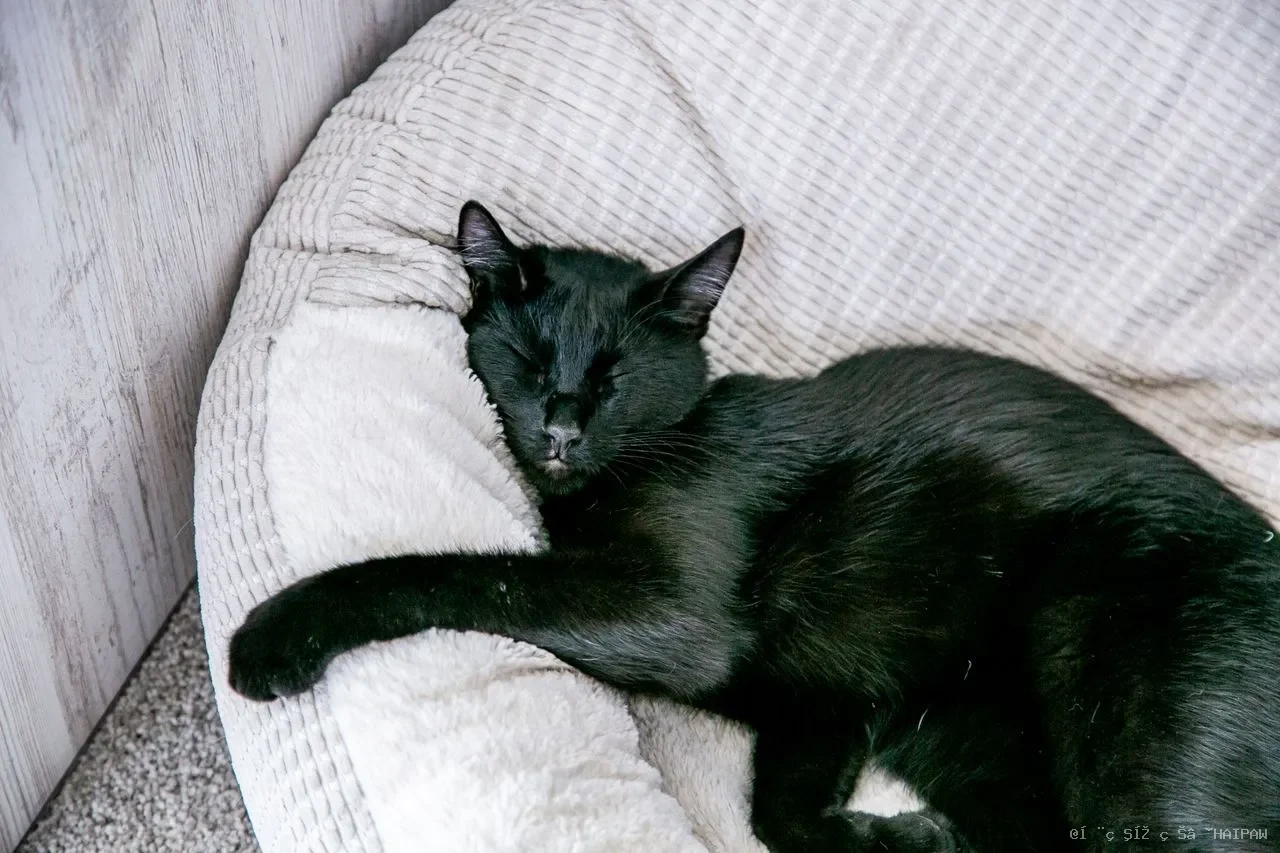 猫咪尿结石全解析：从症状识别到日常预防，一篇读懂猫泌尿系统综合症