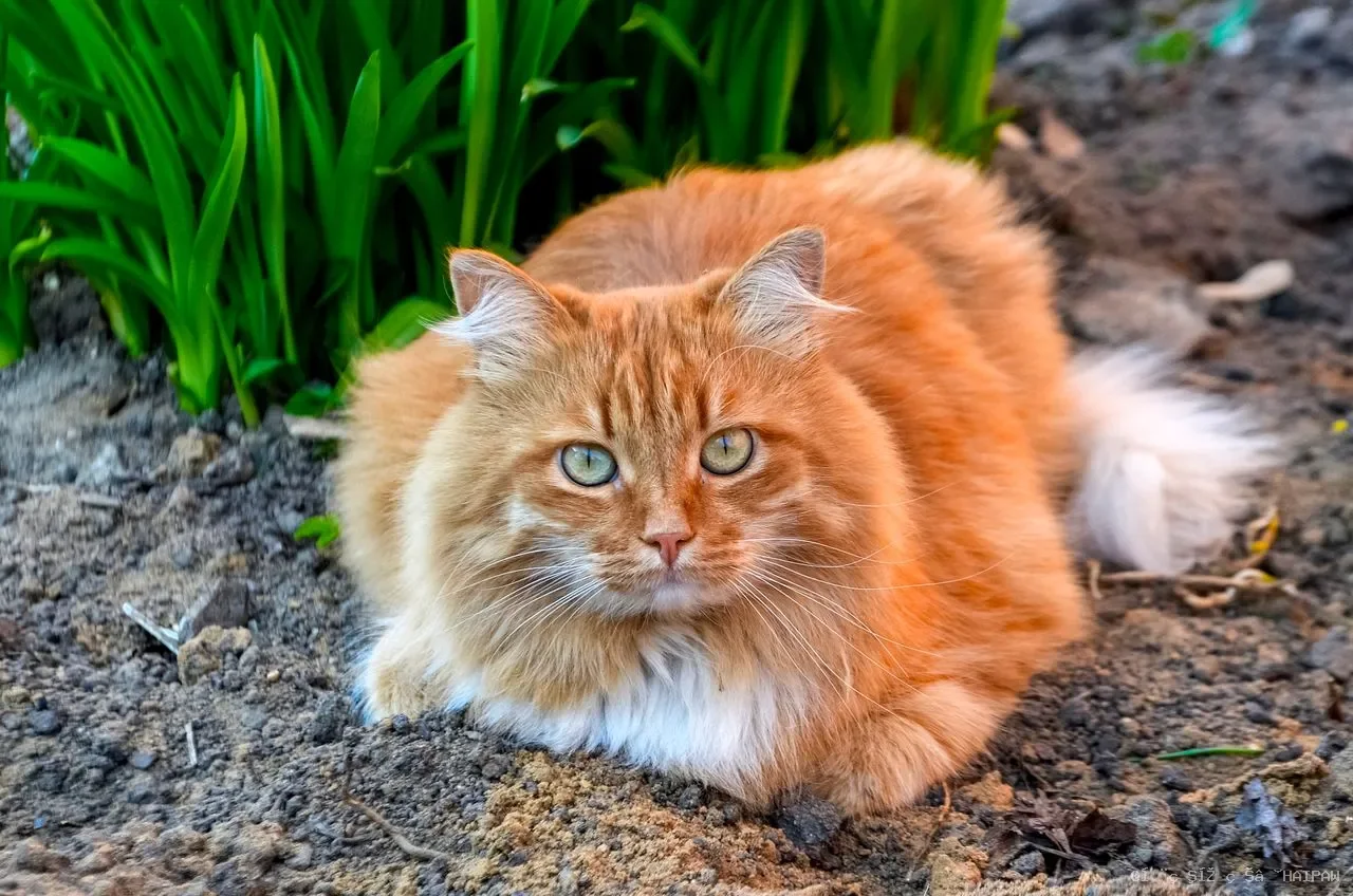 猫咪掉毛严重怎么办？从换毛季到饮食营养，一份完整的毛发管理指南