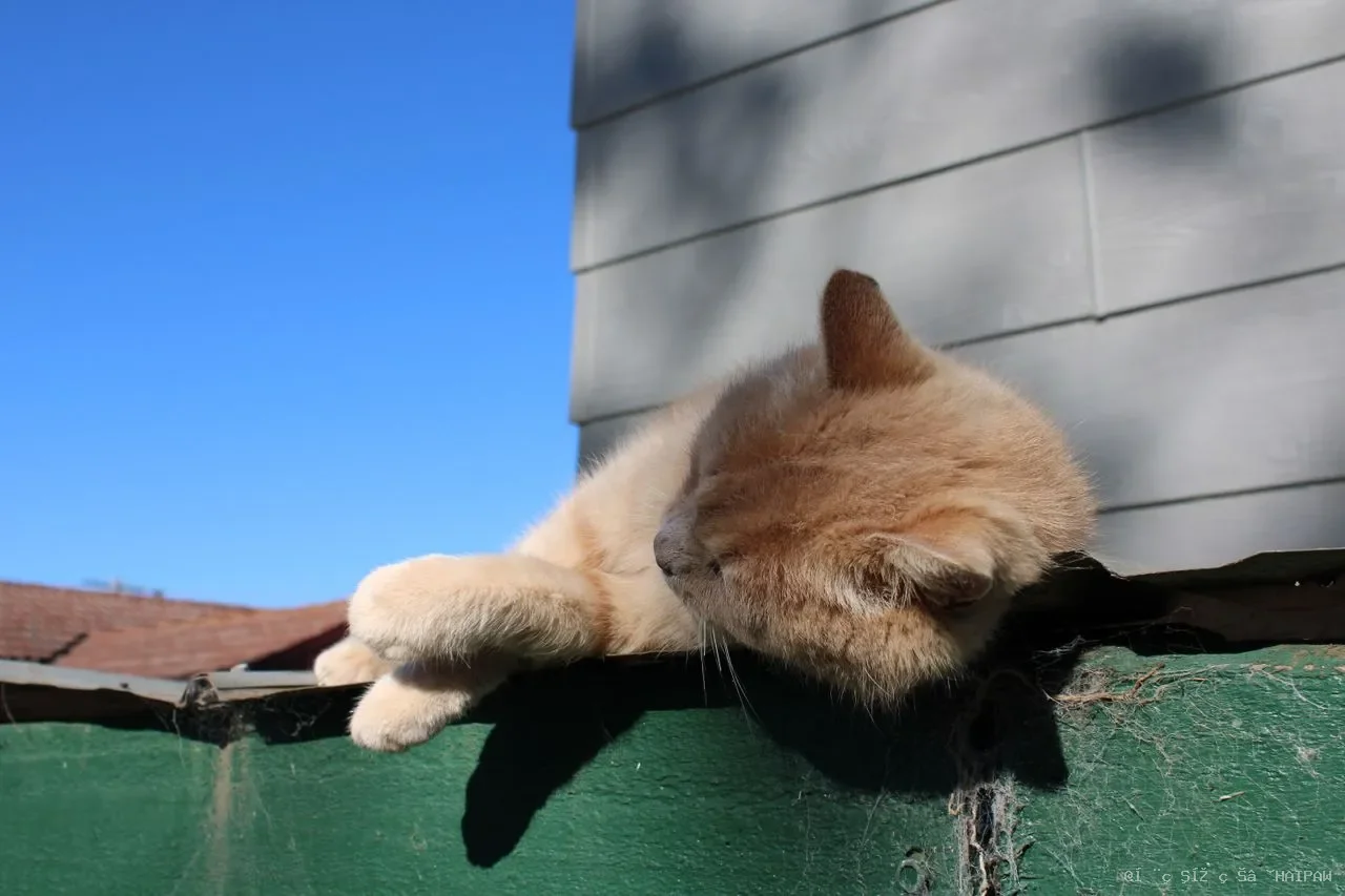 猫咪到新家不肯吃饭怎么办?从应激反应到安心适应,一套完整的安抚方案 猫咪到新家不肯吃饭怎么办?从应激反应到安心适应,一套完整的安抚方案