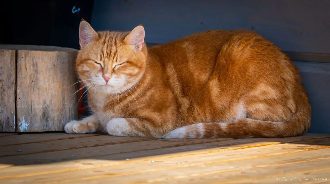 猫咪身上有跳蚤怎么办?从驱虫到环境清洁,一套完整的跳蚤清除方案 猫咪身上有跳蚤怎么办?从驱虫到环境清洁,一套完整的跳蚤清除方案