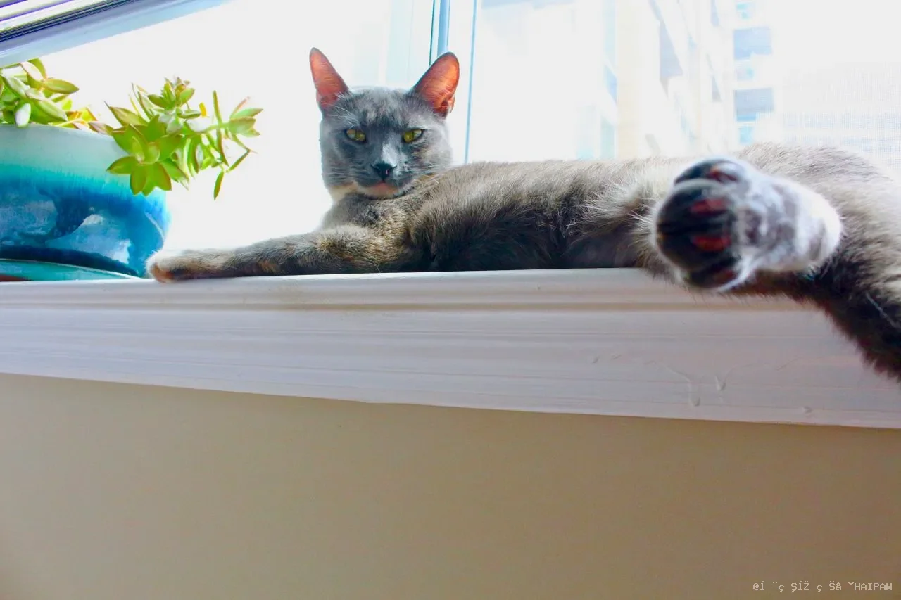 猫咪体内外驱虫全攻略：为什么不出门也要驱虫？多久一次？怎么选药？