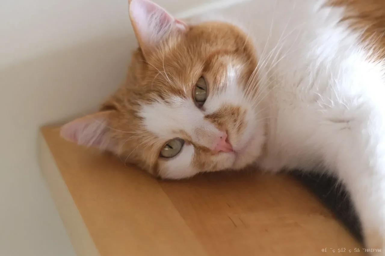 盘点最受欢迎的宠物猫，有没有你喜欢的？