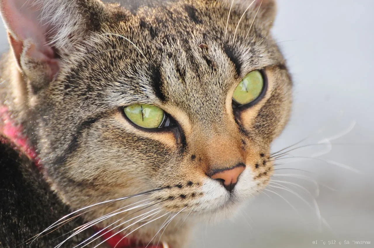 猫咪感染球虫怎么办？从症状到彻底消毒，一份完整的防治指南