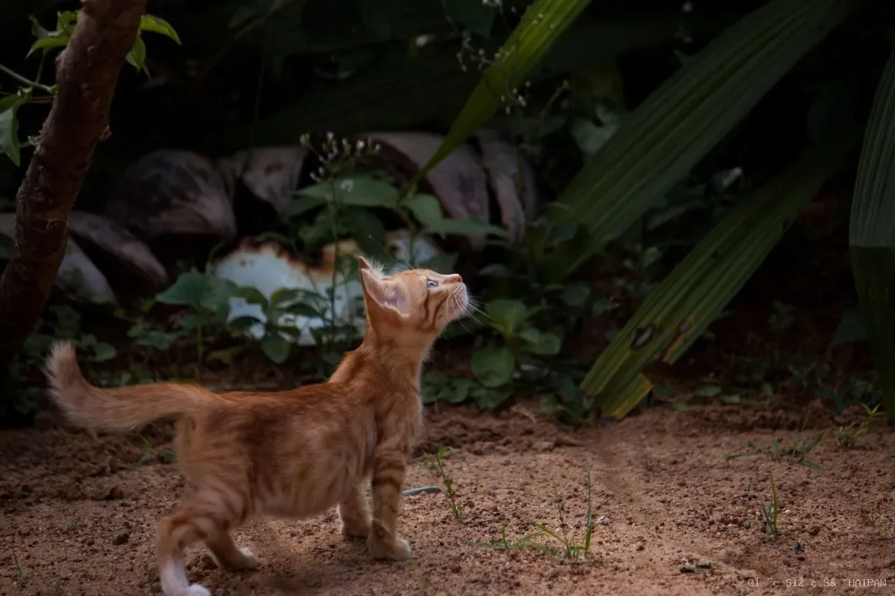 猫咪尿频滴尿别忽视！从膀胱炎到应激，读懂原因并掌握正确的预防与护理方法