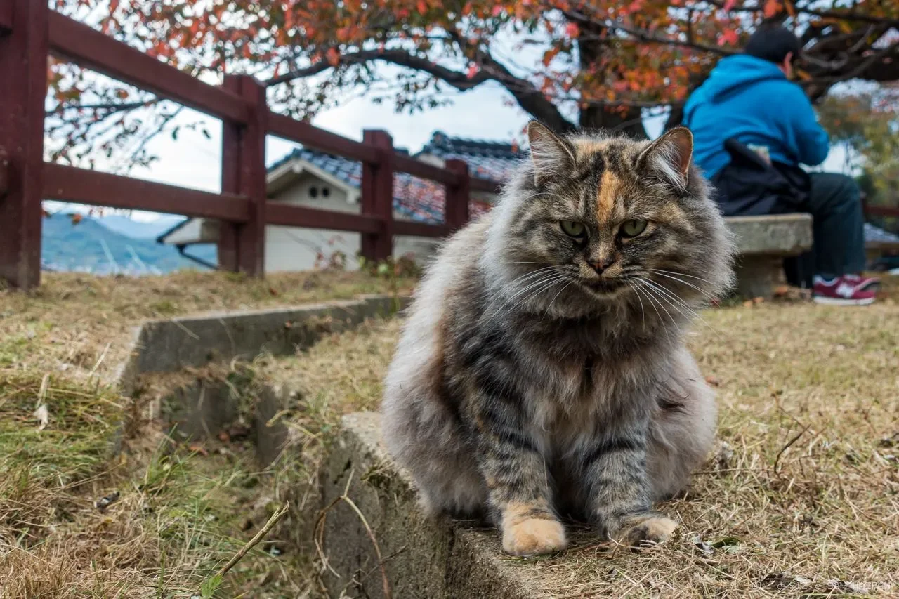 母猫绝育后需要多久才能恢复？从手术当天到完全康复，一份完整的术后护理时间线