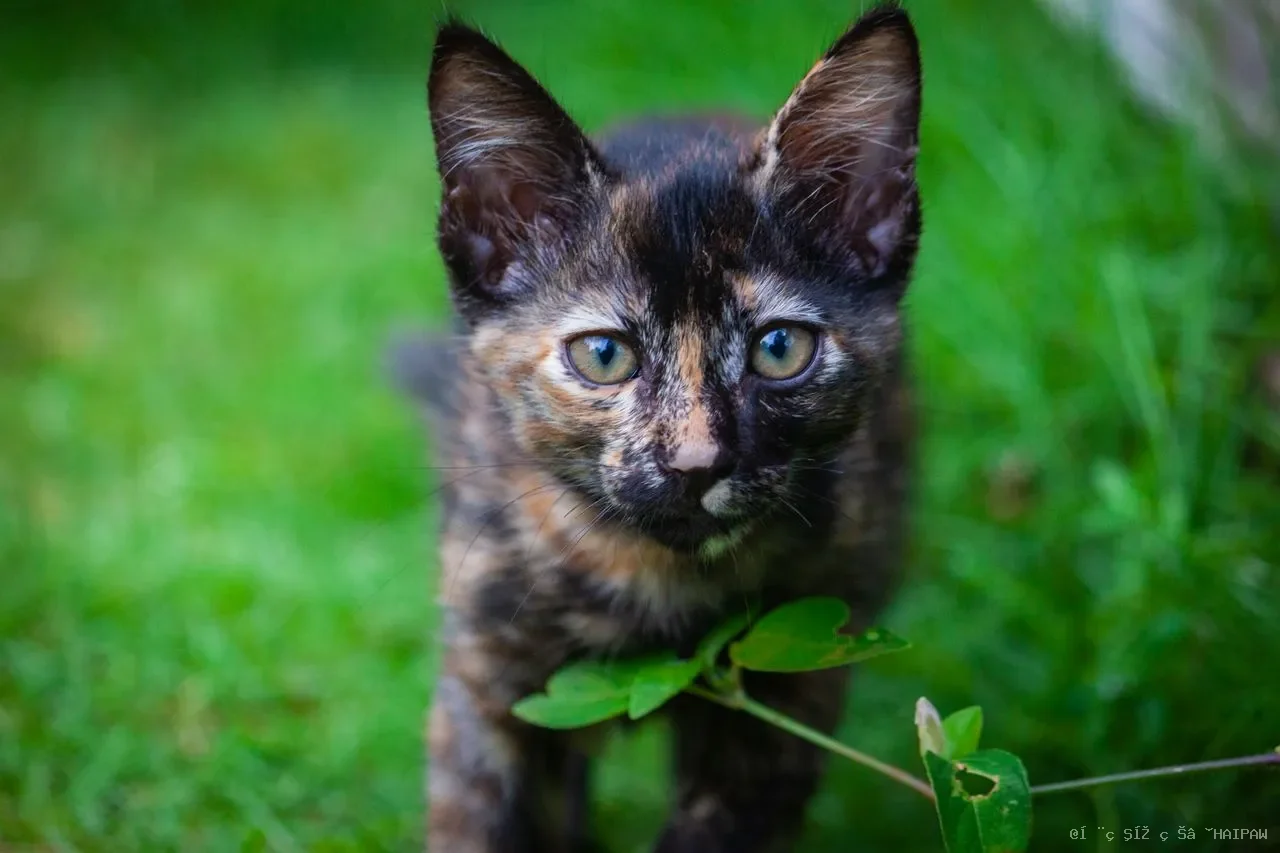 猫咪产前征兆有哪些？临产前这五个表现说明它快要生了