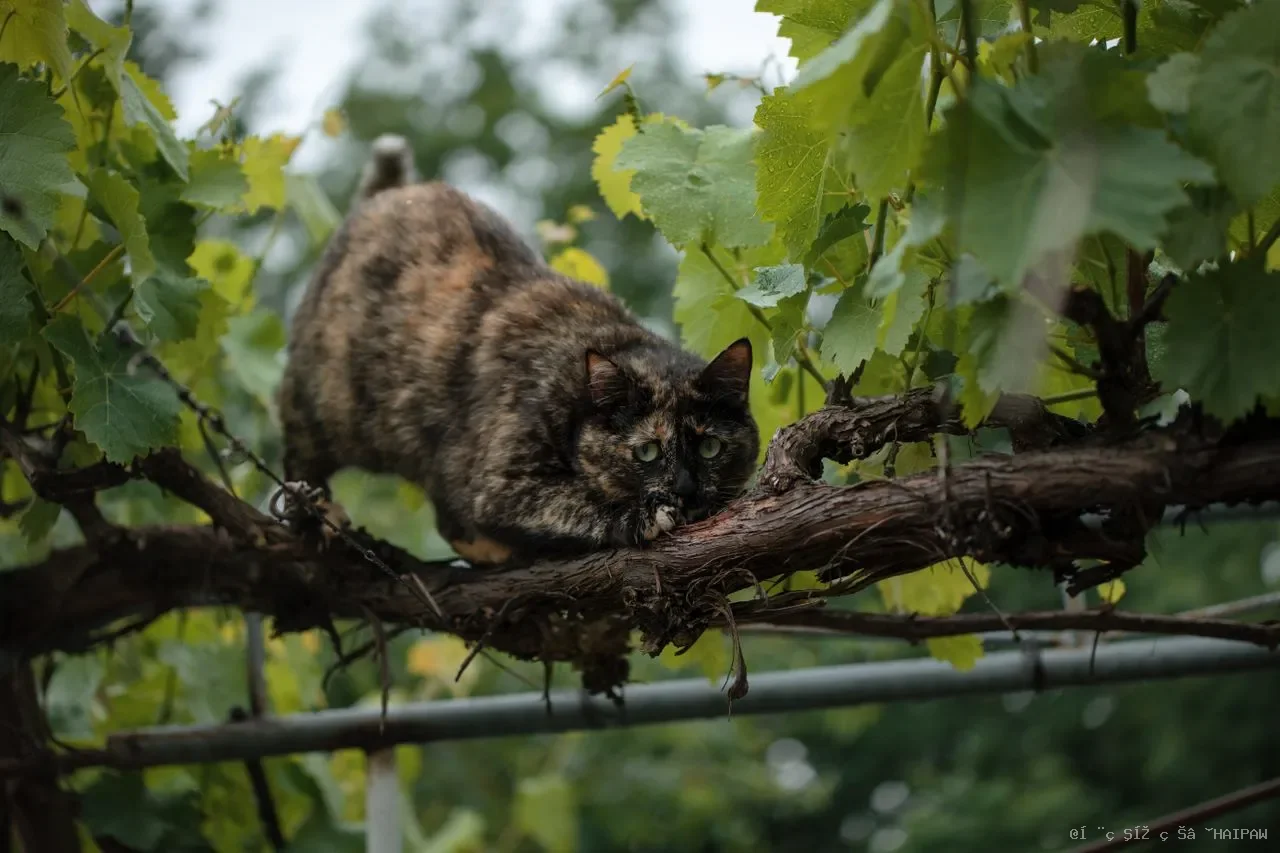被猫抓伤了要不要打疫苗？从伤口深浅到猫咪状态，手把手教你做对每一步