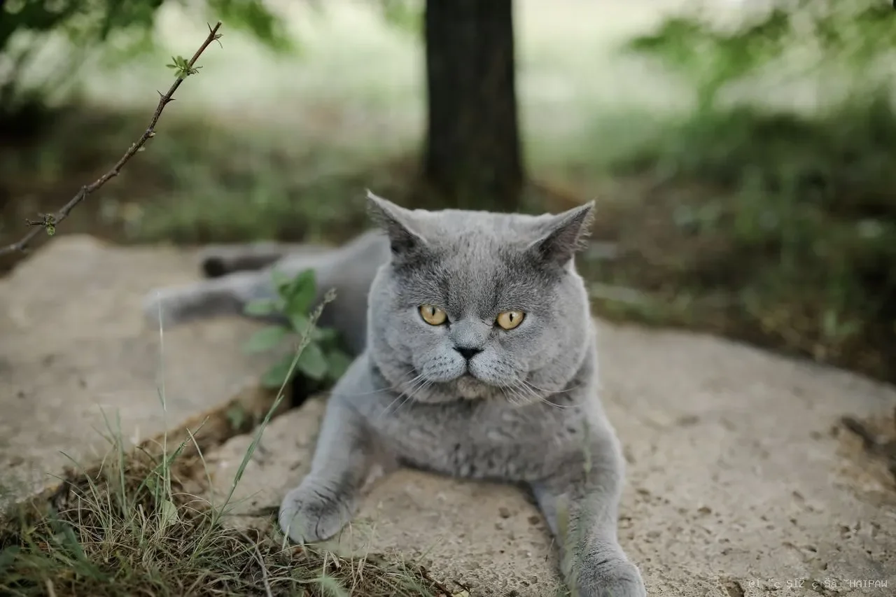 猫咪弓形虫病全解析：从感染途径到预防措施，一份完整的安全指南