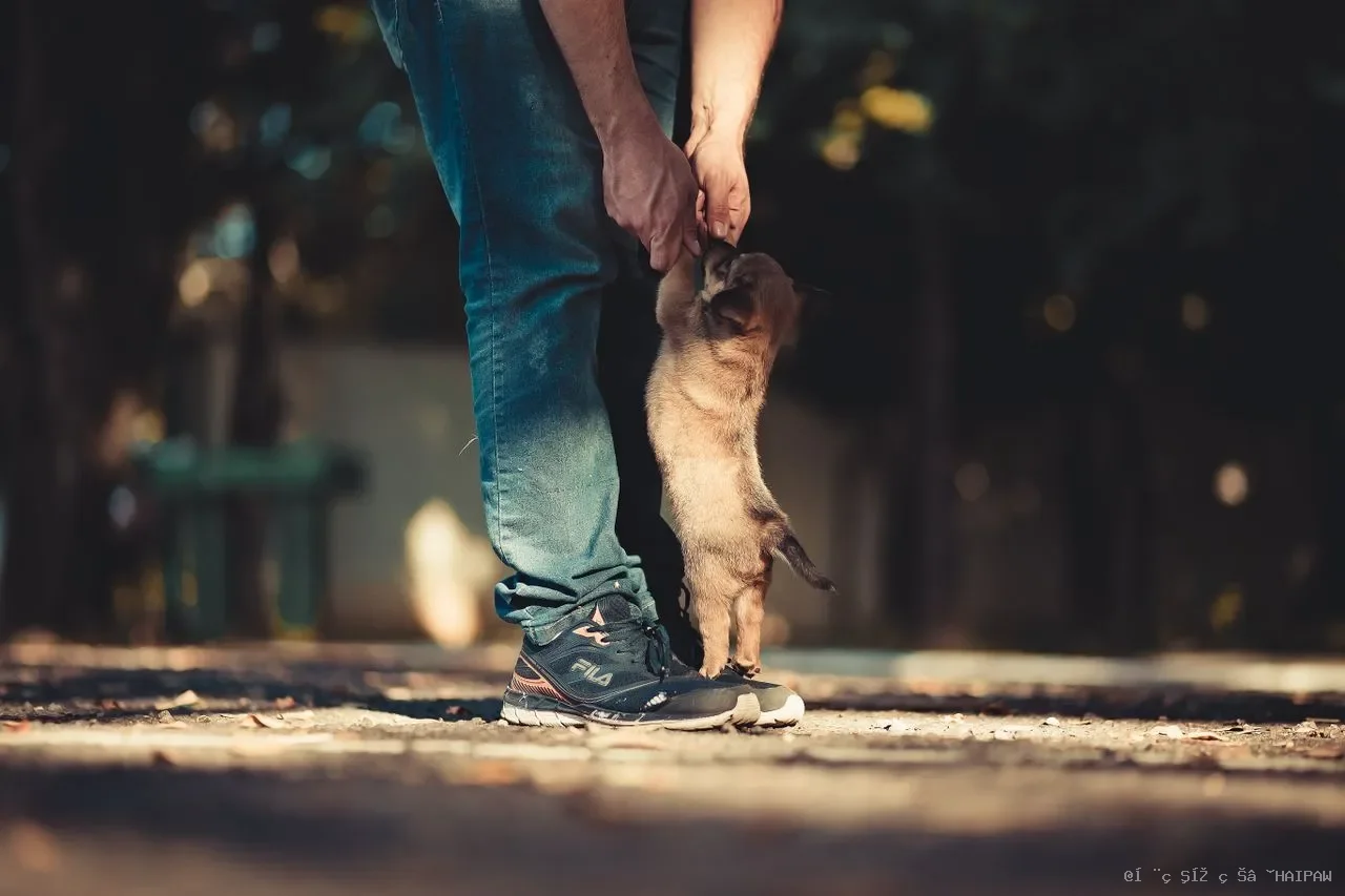 猫咪打过疫苗为什么还得病？疫苗失效的4大原因与正确接种指南