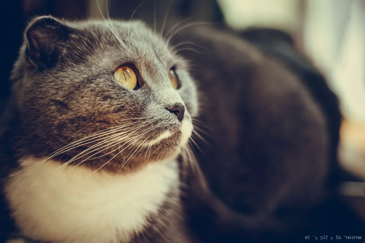 猫猫为什么咬人？需要知道的8大真正原因！