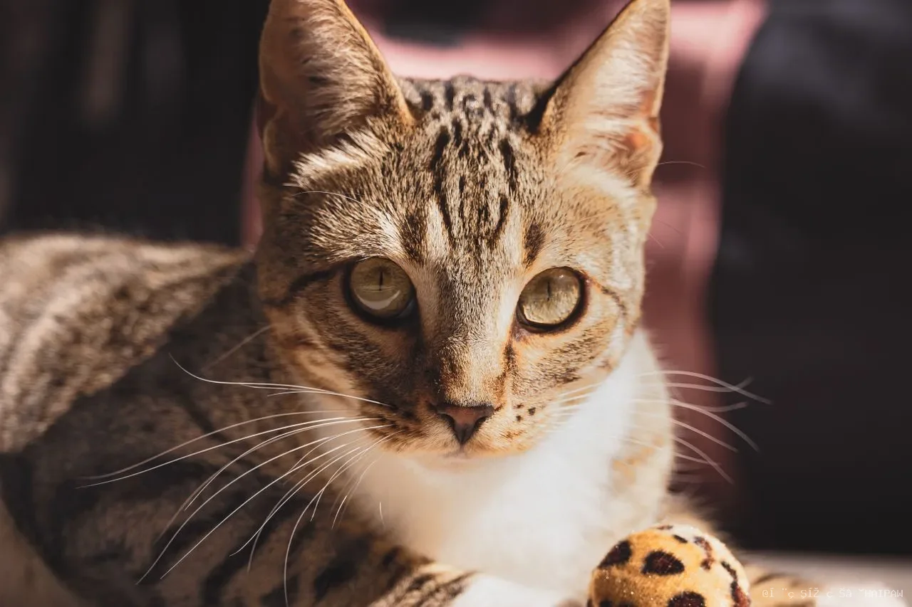 新手养猫全攻略：从品种选择到日常护理，一篇读懂养猫的每一步