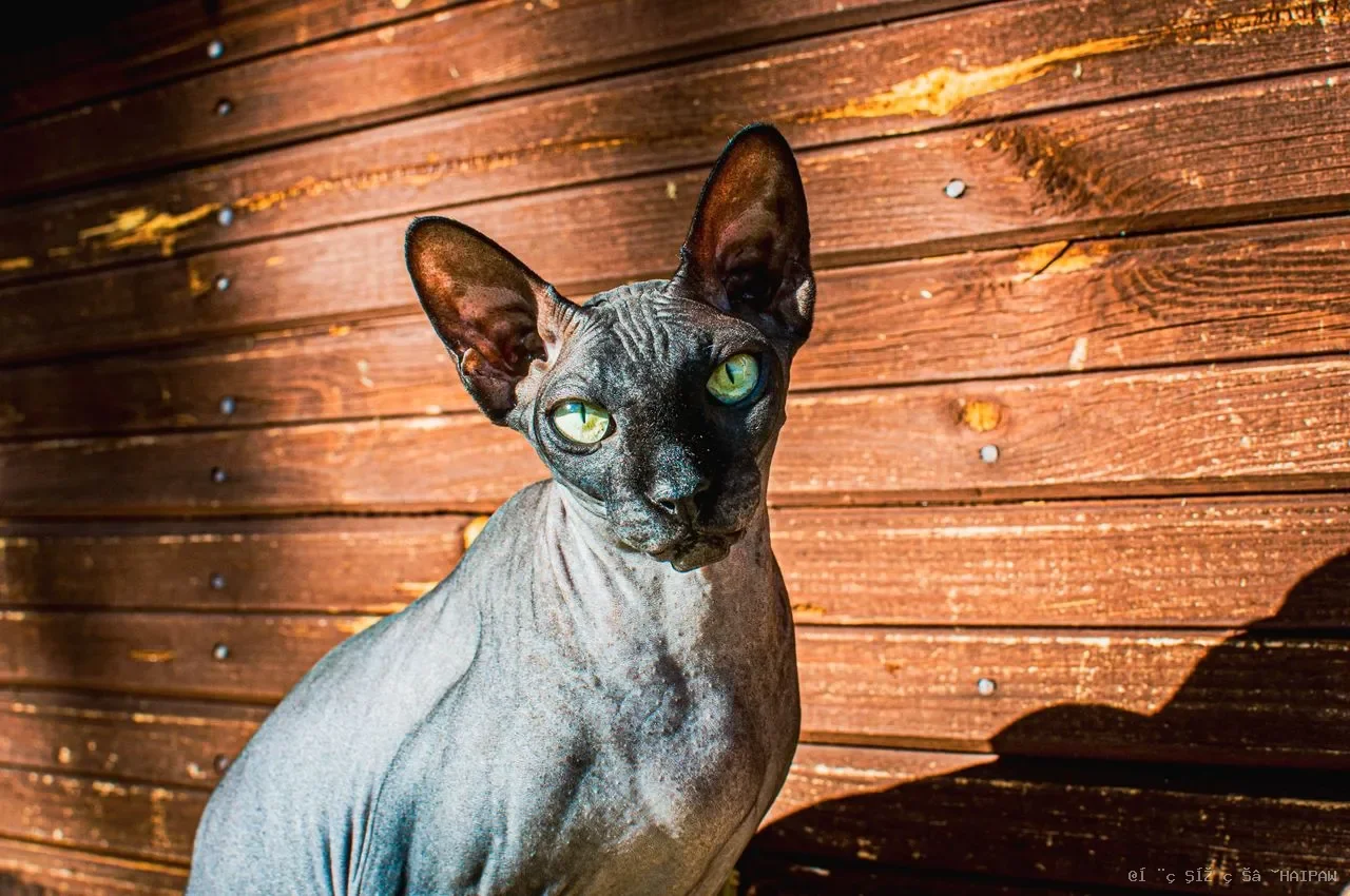 小奶猫为什么一直叫个不停？可能是这些原因