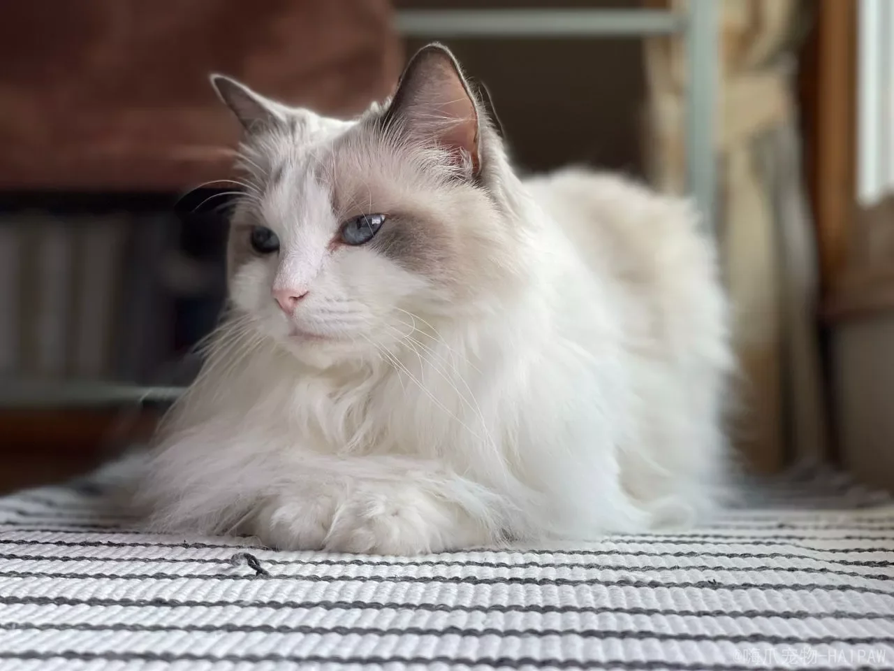 四个月的猫算成年猫还是幼猫？幼猫成猫年龄划分与科学养护全攻略